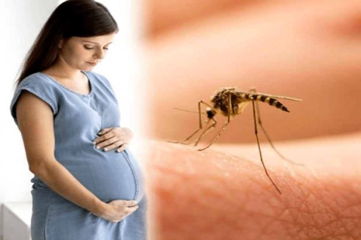 Pune zika Virus News Update