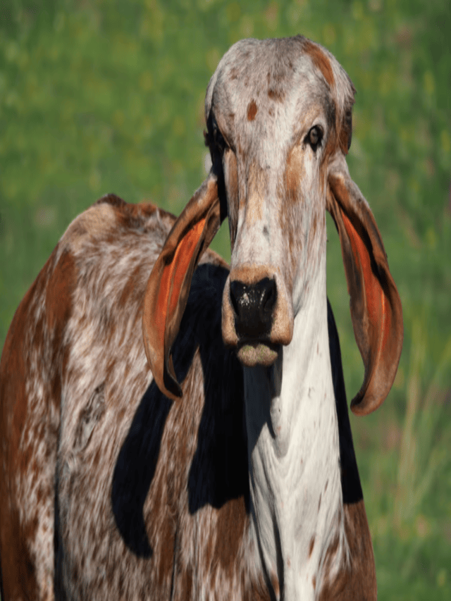 Cow