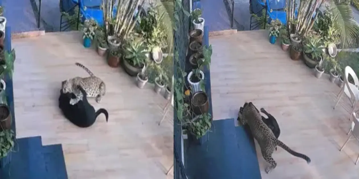 Leopard Attacks Dog